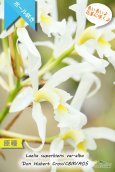 画像1: 【長い長い花茎に咲く純白のラン】Laelia superbiens var.alba 'Don Hubert Cross'（原種）レリア　スーパービエンス　アルバ 'ドンヒューバートクロス' (1)