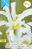 画像2: 【長い長い花茎に咲く純白のラン】Laelia superbiens var.alba 'Don Hubert Cross'（原種）レリア　スーパービエンス　アルバ 'ドンヒューバートクロス' (2)