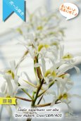 画像4: 【長い長い花茎に咲く純白のラン】Laelia superbiens var.alba 'Don Hubert Cross'（原種）レリア　スーパービエンス　アルバ 'ドンヒューバートクロス' (4)