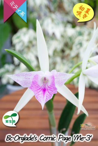 夕方から香るマダガスカルのミニ洋蘭】Angraecum didieri （原種）アングレカム ディディエリ その他の洋ラン