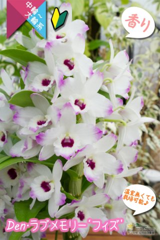 可憐な花びらのイエローカラー・デンドロ原種】Dendrobium lindleyi