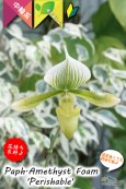 画像1: 【グリーンの筋花パフィオ交配種】Paph.Amethyst Foam 'Perishable'（交配種）パフィオペディラム　アメジストフォーム 'ペリッシャブル' (1)