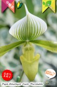 画像2: 【グリーンの筋花パフィオ交配種】Paph.Amethyst Foam 'Perishable'（交配種）パフィオペディラム　アメジストフォーム 'ペリッシャブル' (2)