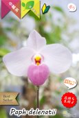 画像1: 【誰からも愛されるやさしい桃色花のパフィオ原種】Paph.delenatii （原種）パフィオペディラム　デレナティー (1)