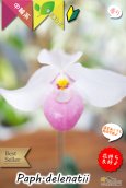 画像2: 【誰からも愛されるやさしい桃色花のパフィオ原種】Paph.delenatii （原種）パフィオペディラム　デレナティー (2)