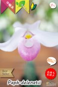 画像3: 【誰からも愛されるやさしい桃色花のパフィオ原種】Paph.delenatii （原種）パフィオペディラム　デレナティー (3)