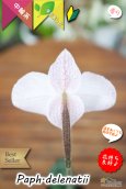 画像4: 【誰からも愛されるやさしい桃色花のパフィオ原種】Paph.delenatii （原種）パフィオペディラム　デレナティー (4)