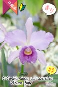 画像1: 【初夏咲きブルーカトレア】C.Canhamiana coerulea‘Azure Sky'AM/AOS（交配種）カトレア　カンハミアナ　セルレア 'アズールスカイ’ (1)