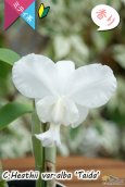 画像5: 【柑橘系の強い香りが楽しめるミディカトレア】C.Heathii var.alba ‘Taida' （交配種）ヒーシー バー アルバ 'タイダ’ (5)