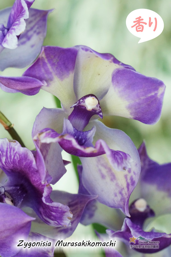 ひかえめな香りと青紫カラーが魅力的】Zygonisia Murasakikomachi 