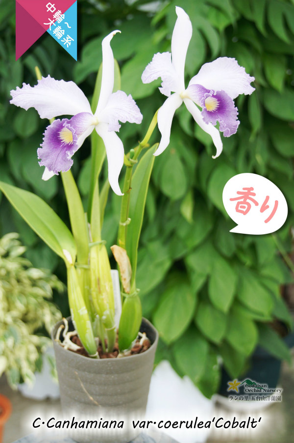 初夏咲きブルーカトレア】C.Canhamiana coerulea'Cobalt' カトレア カンハミアナ セルレア 'コバルト' カトレア （Cattleya）