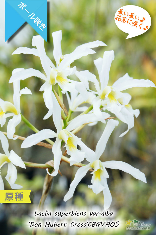 長い長い花茎に咲く純白のラン】Laelia superbiens var.alba 'Don Hubert Cross'（原種）レリア  スーパービエンス アルバ 'ドンヒューバートクロス' カトレア（Cattleya）