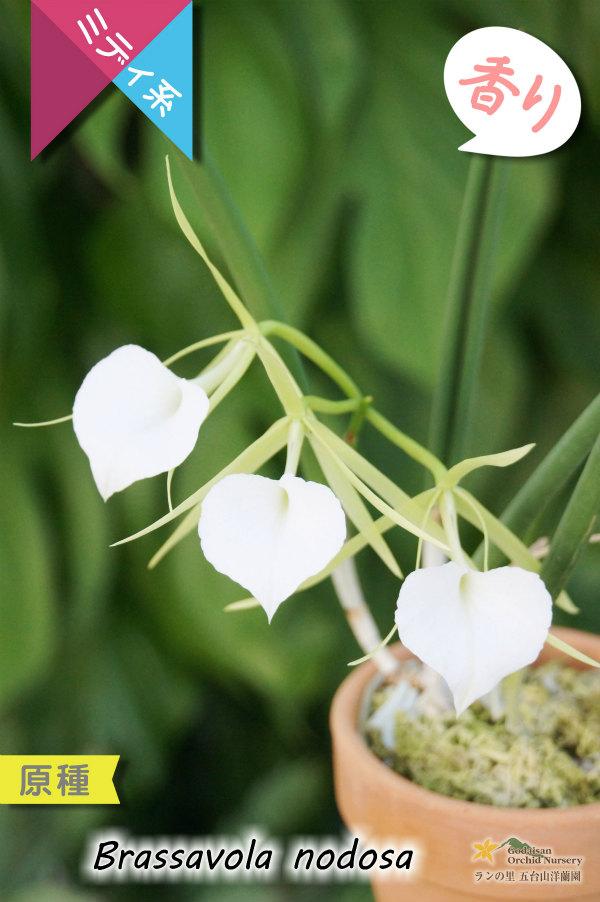 リップがハート型に見える原種】Brassavola nodosa（原種