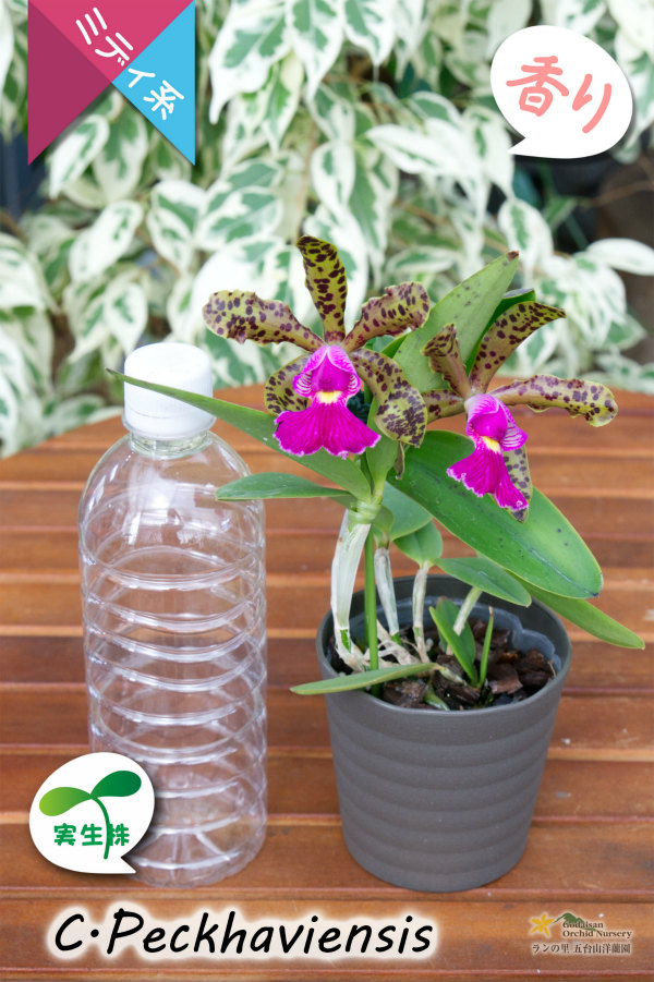 野生味あふれるカトレア点花の交配種 Cattleya Peckhaviensis 交配種 実生株 カトレア ペッカヴィエンシス カトレア Cattleya