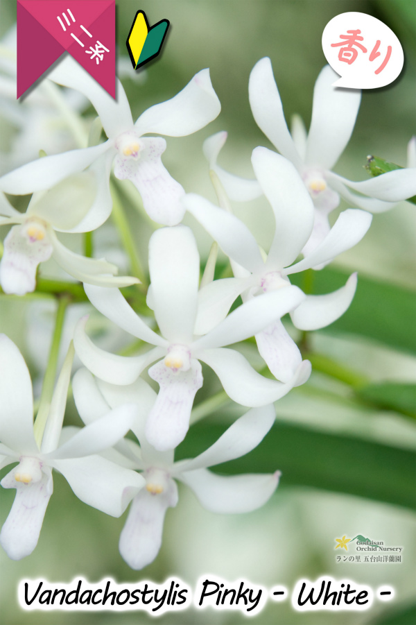 洋蘭 原種 バンダ V. foetida 開花株サイズ - 鉢植え