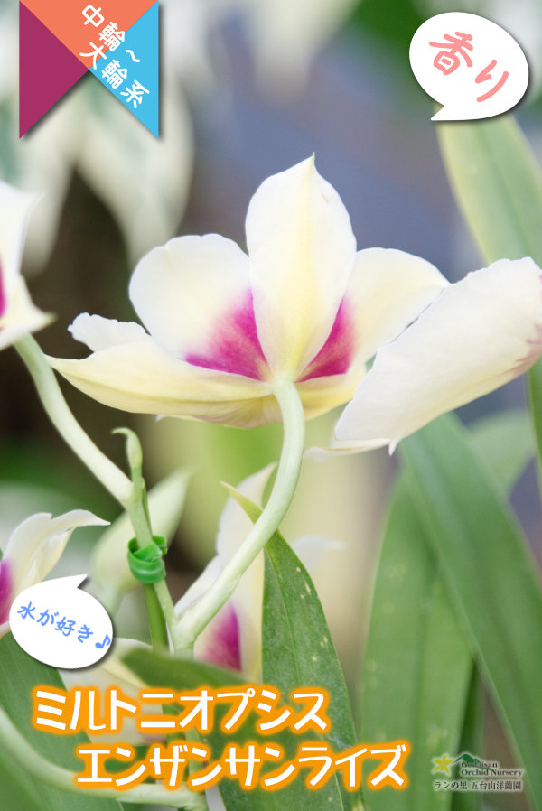 パンジーオーキッドと呼ばれるパンジーの花に似ているラン】（交配種 ...